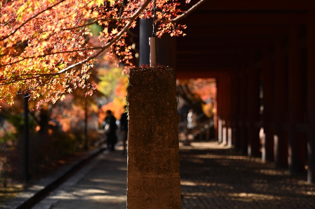 秋の散歩路