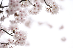 小雨に濡れし若桜