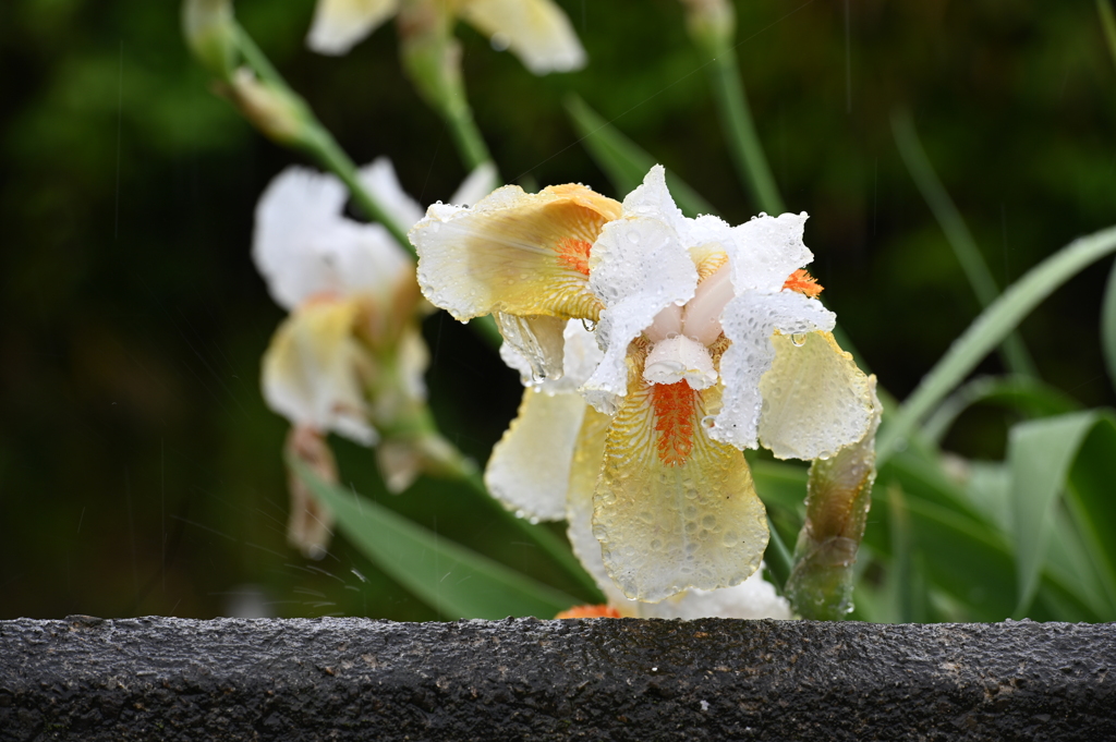 雨にうたれて