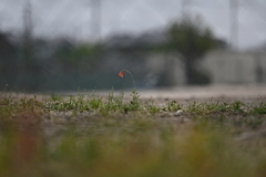 雨のグランド
