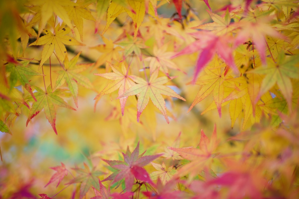 光彩の中へ