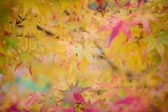 光彩の中へ