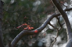 紅葉