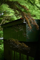 新緑の森