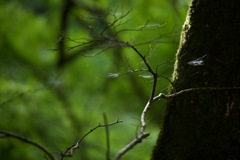 Green ２