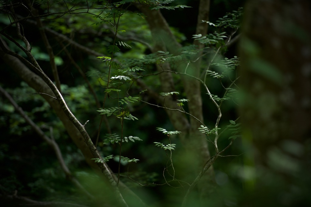 Green ４