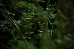 Green ４