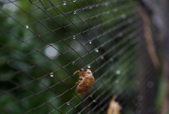 夏は始まっている