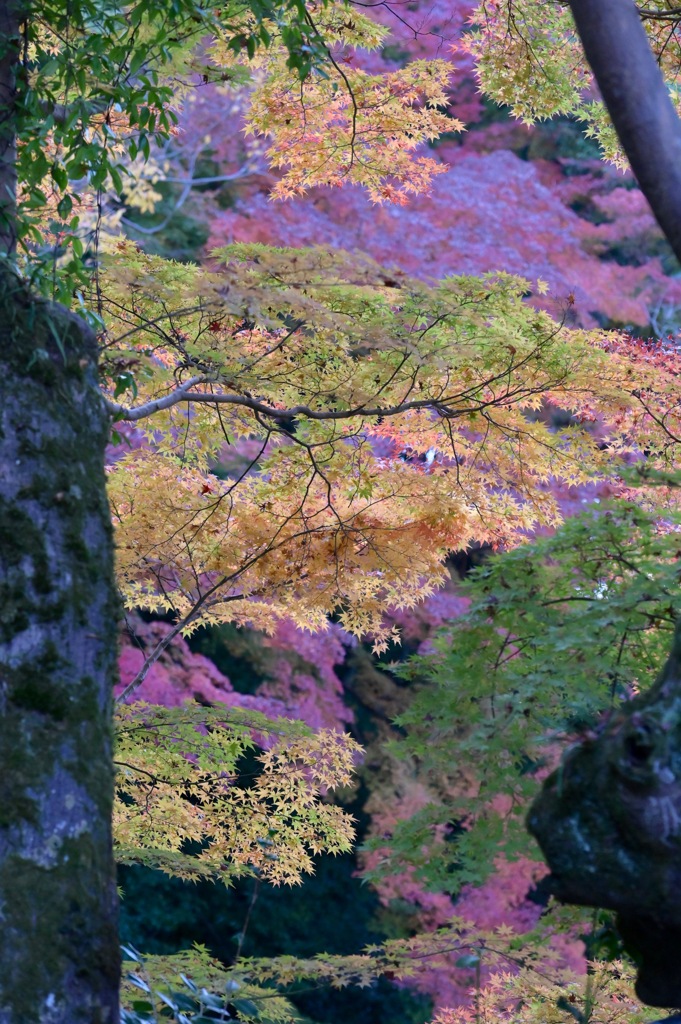色彩