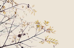 押し花の様に