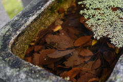 WABI・・沈む落ち葉