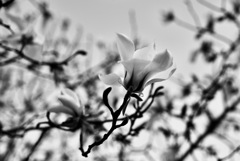 白い花