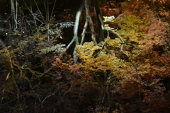 水面に映る木枯らし