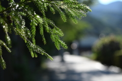 参道　願いは一言行きの道