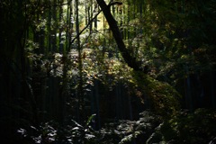 森の声