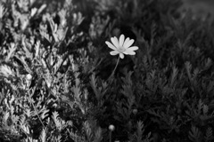白い花