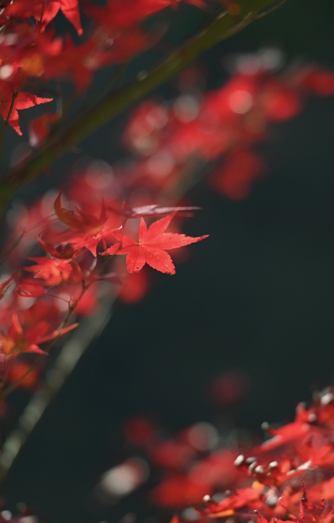 紅葉