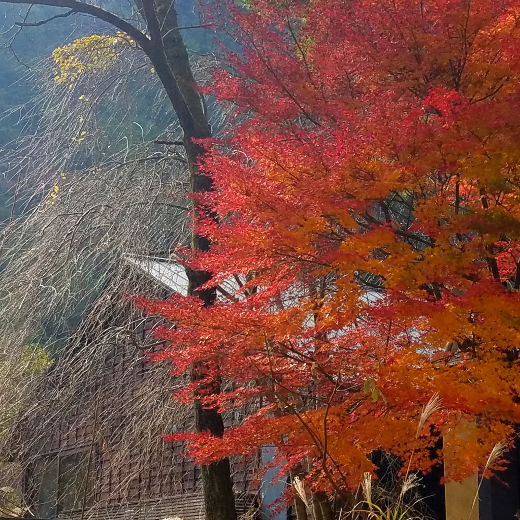 まだまだ紅葉