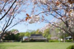 桜