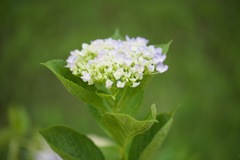 おくてな紫陽花