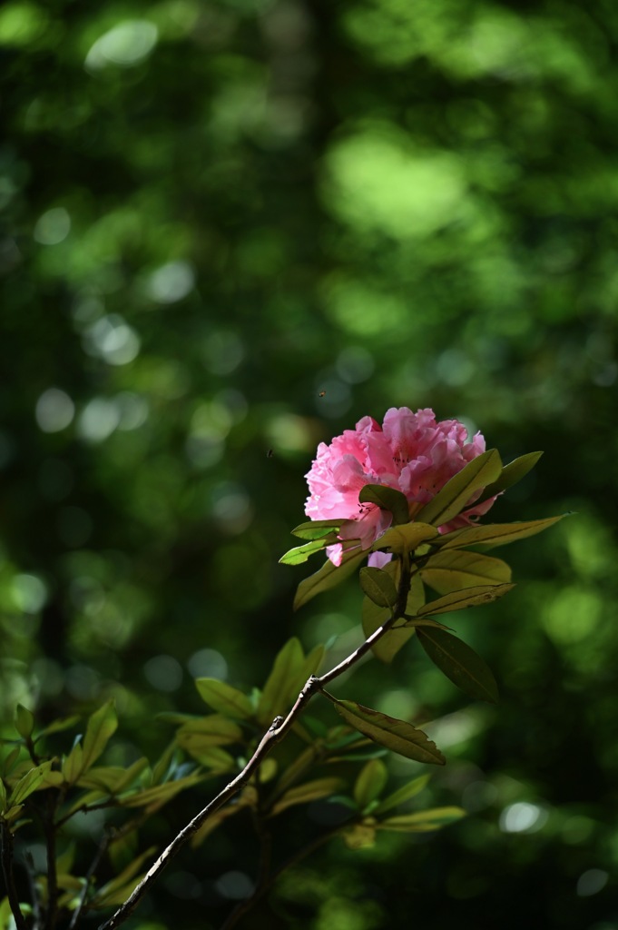 新緑と石楠花