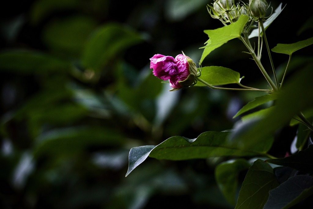 蕾
