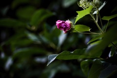 蕾
