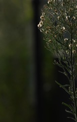 雑草