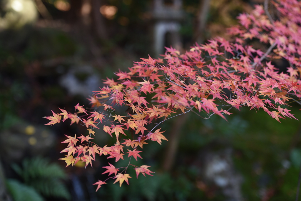 京都八瀬　瑠璃光院