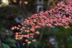 京都八瀬　瑠璃光院