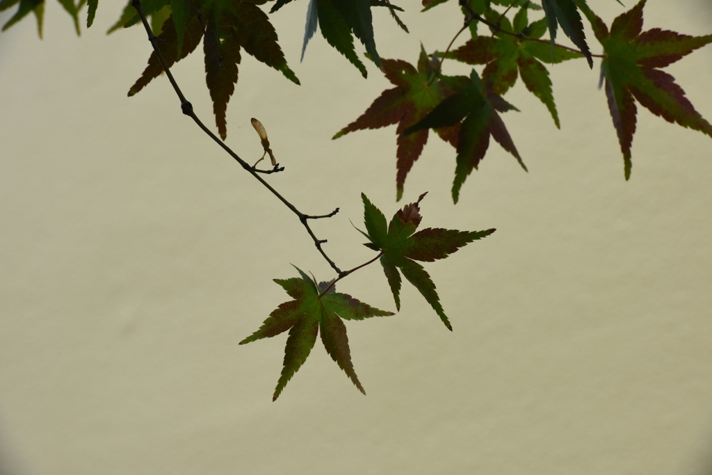 もみじの葉