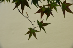 もみじの葉
