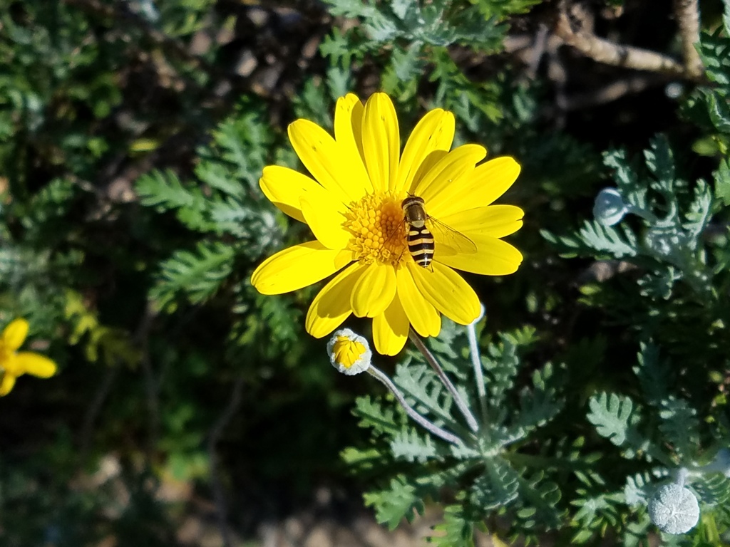 花とミツバチ