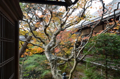 WABI １