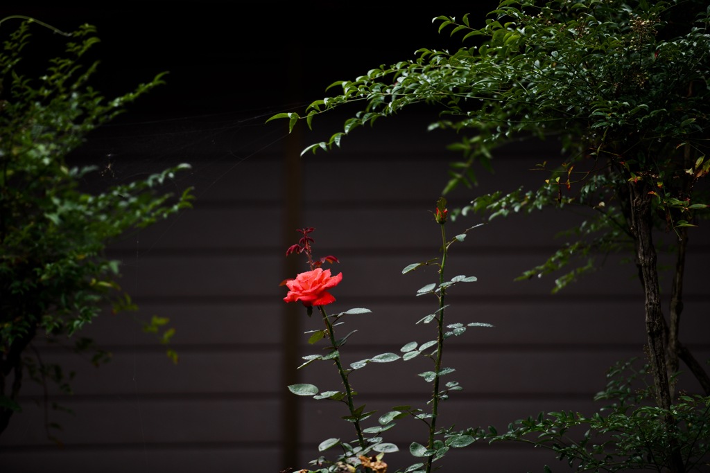 一輪の薔薇