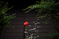 一輪の薔薇
