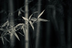竹林