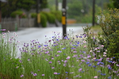 雨の日　４月