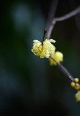 蝋梅香る