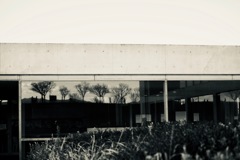 monotone