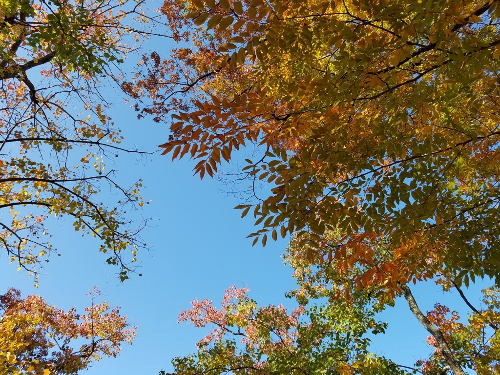紅葉いろ色