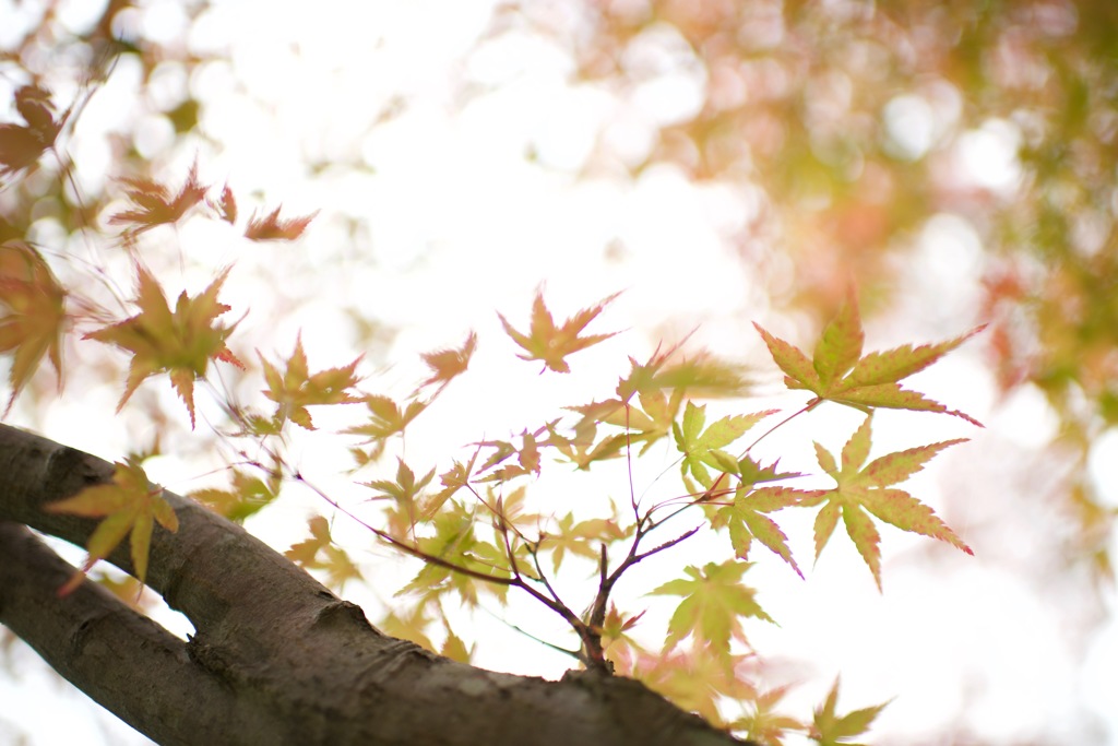 紅葉　戯れる鳥の如
