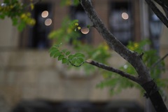 まるで月灯り・・