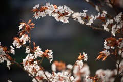 桜の額縁