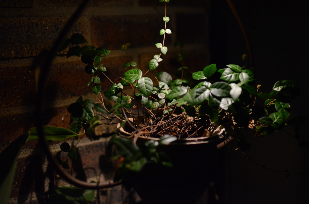 WABI・植物と背景