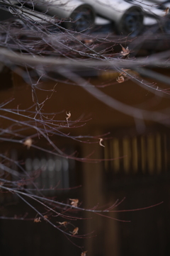 北風にふかれて
