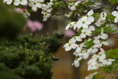 純朴