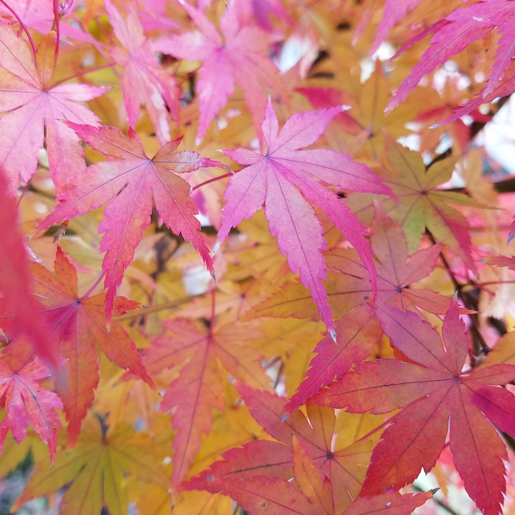 ふんわり紅葉