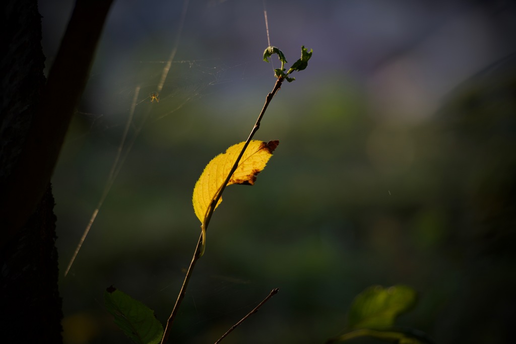 lonely