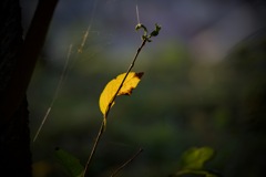 lonely